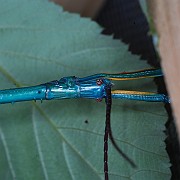 Achrioptera fallax